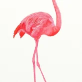 Студия красоты The Beauty Loft Flamingo на Большой Черёмушкинской улице фото 7